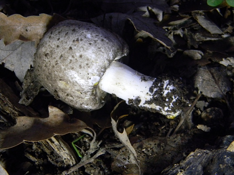 9) Fotogr.il 7.10.2014.sotto Quercia