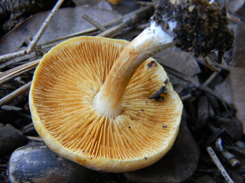 4) Fotogr.il 17.11.2012. sotto pineta marina con Leccio