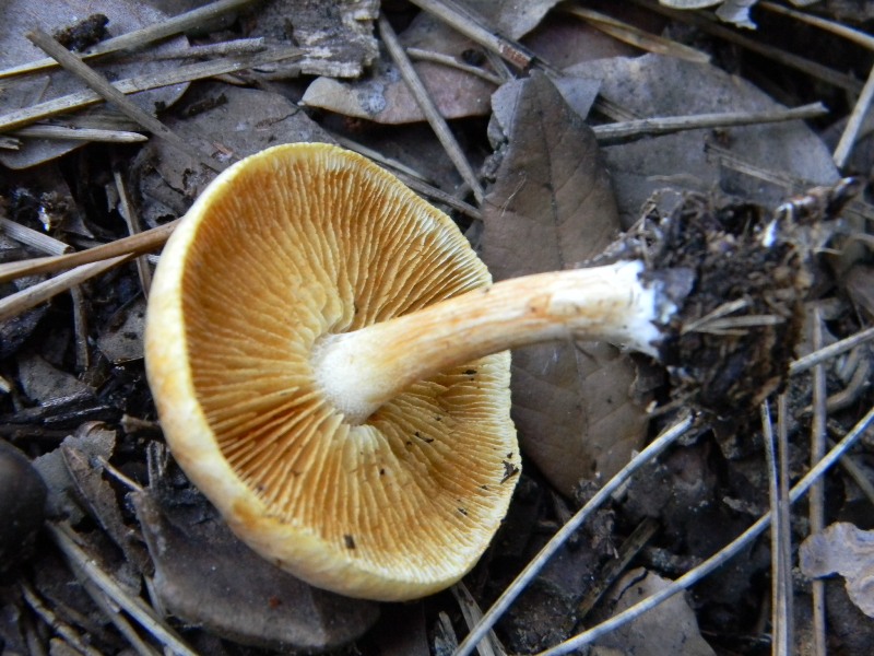 4) Fotogr.il 17.11.2012. sotto pineta marina con Leccio