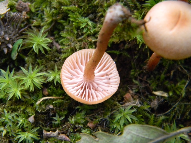 28) Fotogr. il.31.05.2013. sotto Quercia