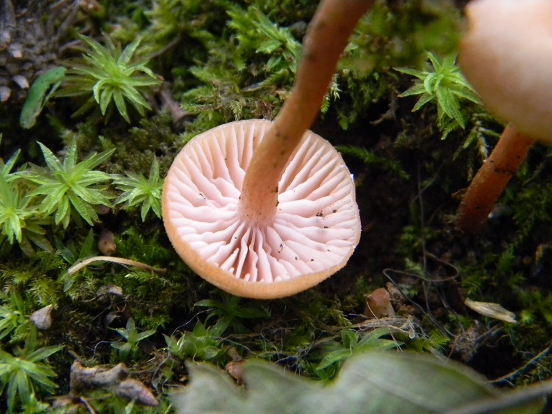 28) Fotogr. il.31.05.2013. sotto Quercia