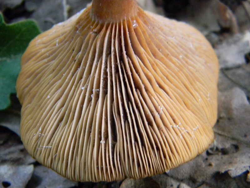 23) Fotogr.il 31.05.2013. sotto Quercia