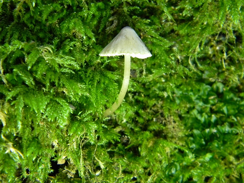 4) Fotogr.il 7.10.2014.sotto Quercia legnicolo