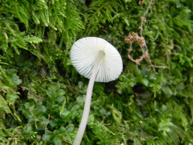 4) Fotogr.il 7.10.2014.sotto Quercia legnicolo