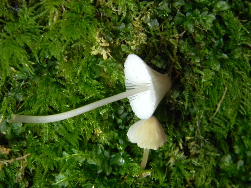 4) Fotogr.il 7.10.2014.sotto Quercia legnicolo