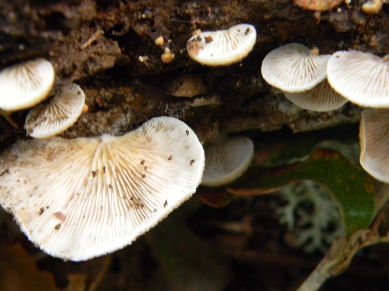 5) Fotogr.il 7.10.2014.sotto Quercia legnicolo