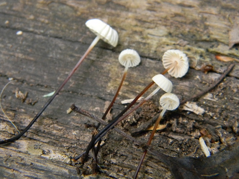 9) Fotogr. il 31.05.2013. sotto Quercia