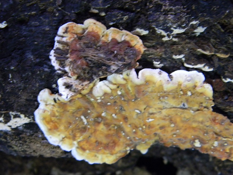 15) Fotogr.il 7.10.2014.sotto Quercia legnicolo