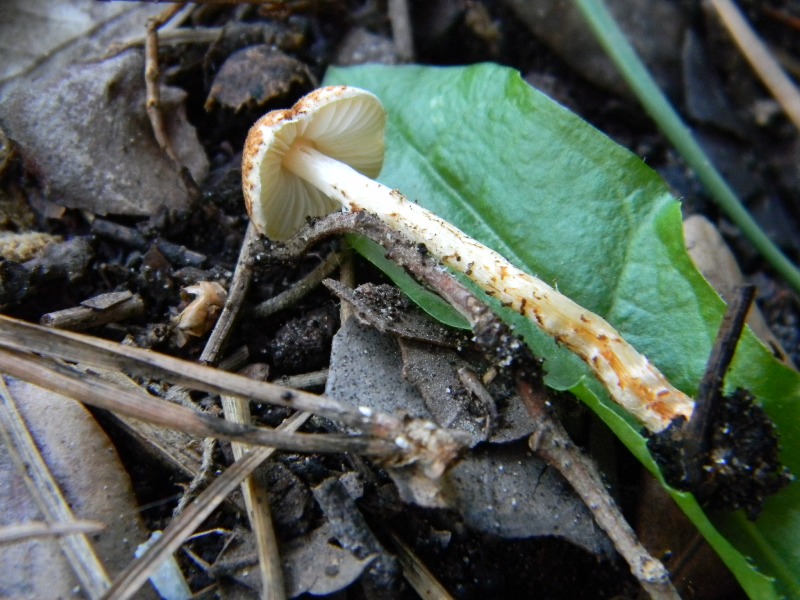 1) Fotografato il 17.11.2012.sotto pineta marina con Leccio