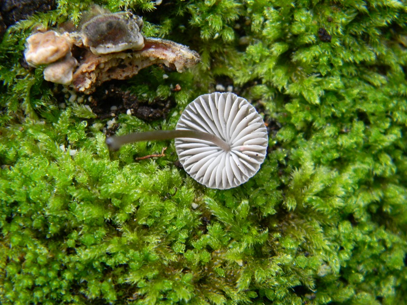 7) Fotogr.il 7.10.2014.sotto Quercia legnicolo