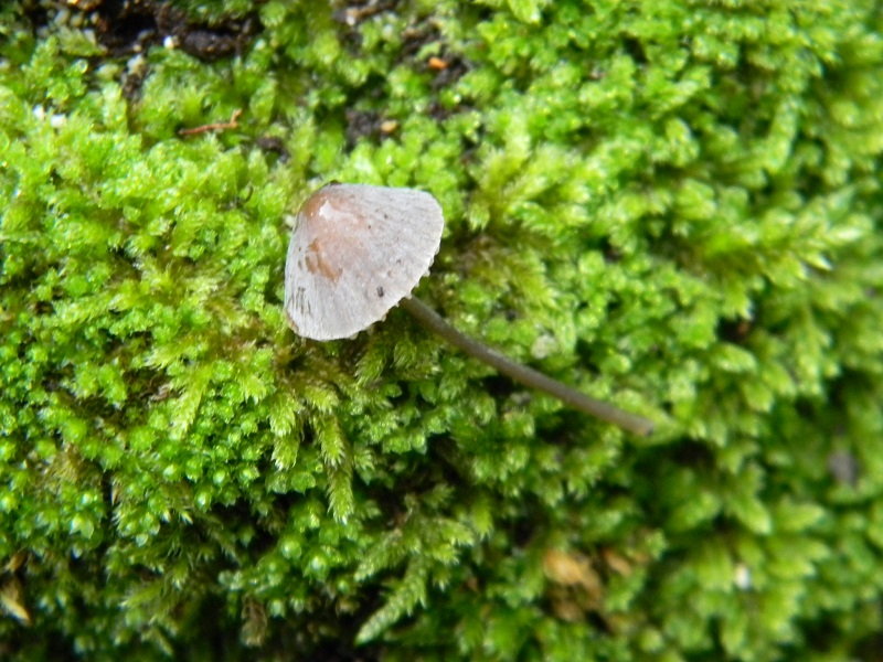 7) Fotogr.il 7.10.2014.sotto Quercia legnicolo