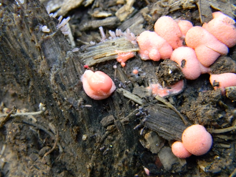 4) Fotogr. il 31.05.2013. sotto Quercia