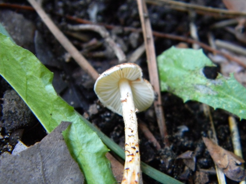 1) Fotografato il 17.11.2012.sotto pineta marina con Leccio