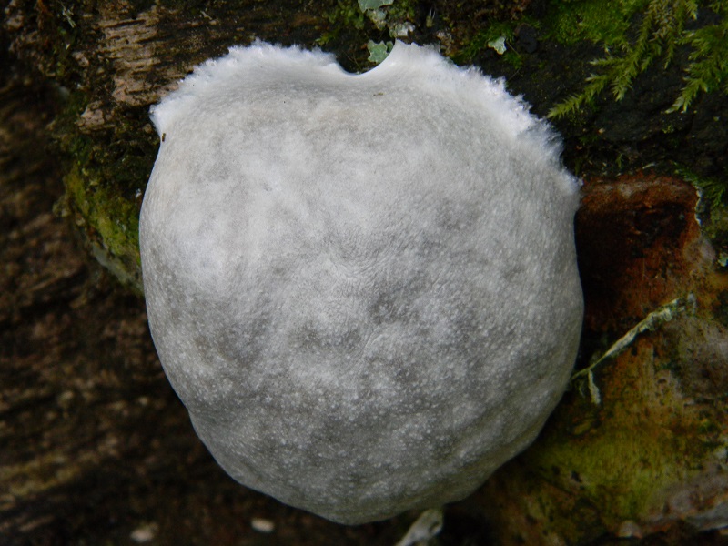 17) Fotogr. il 31.05.2013. sotto Quercia