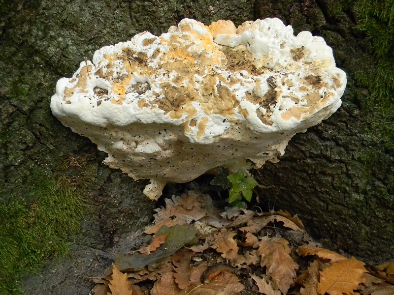 13) Fotogr.il 7.10.2014.sotto Quercia legnicolo