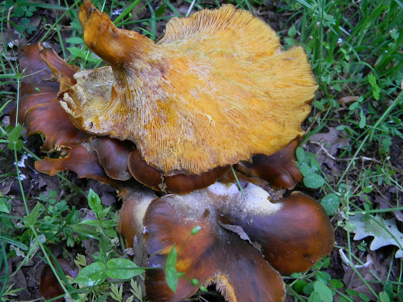 15) Fotogr. il 31.05.2013. sotto Quercia