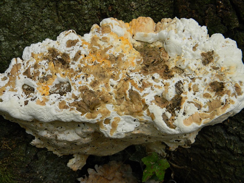 13) Fotogr.il 7.10.2014.sotto Quercia legnicolo