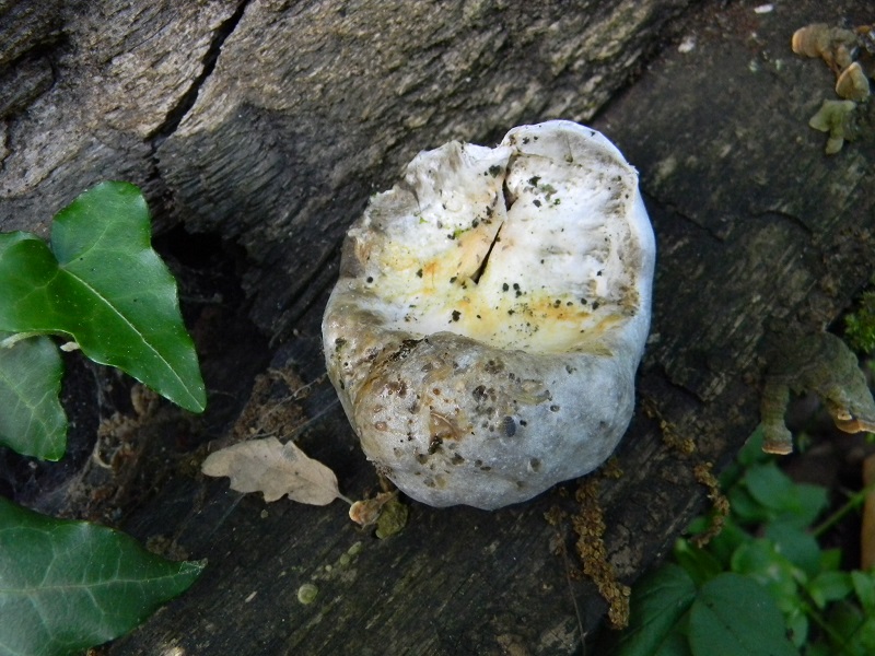 17) Fotogr. il 31.05.2013. sotto Quercia