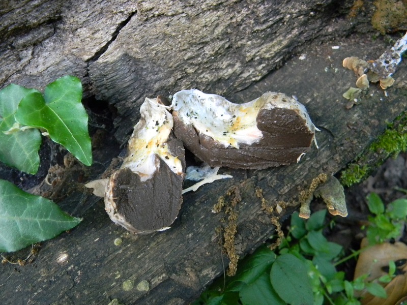 17) Fotogr. il 31.05.2013. sotto Quercia