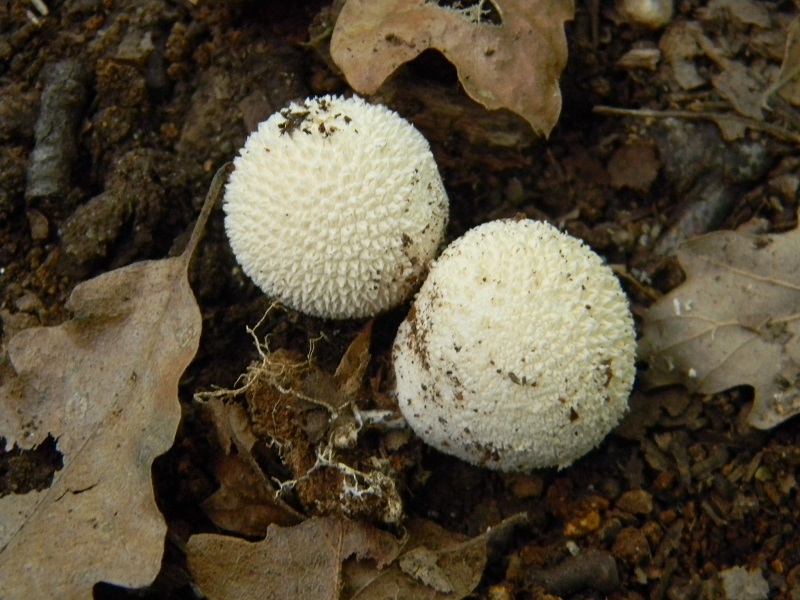 6) Fotogr.il 7.10.2014.sotto Quercia