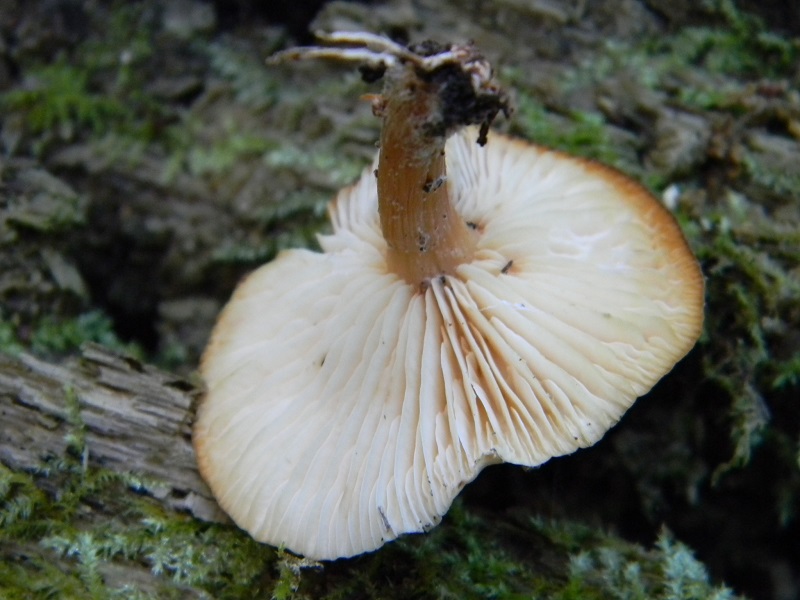 36) Fotogr. il 31.05.2013. sotto Quercia