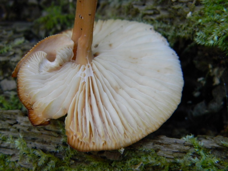 36) Fotogr. il 31.05.2013. sotto Quercia