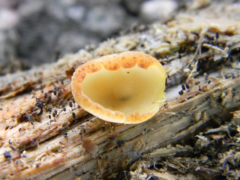 .Fotogr. il 31.05.2013. sotto Quercia