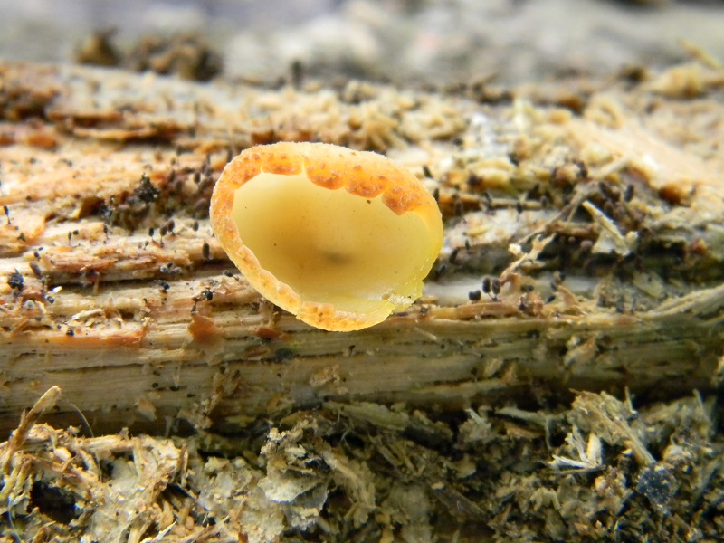 34) Fotogr. il 31.05.2013. sotto Quercia