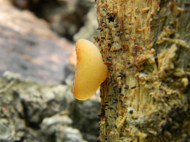 34) Fotogr. il 31.05.2013. sotto Quercia