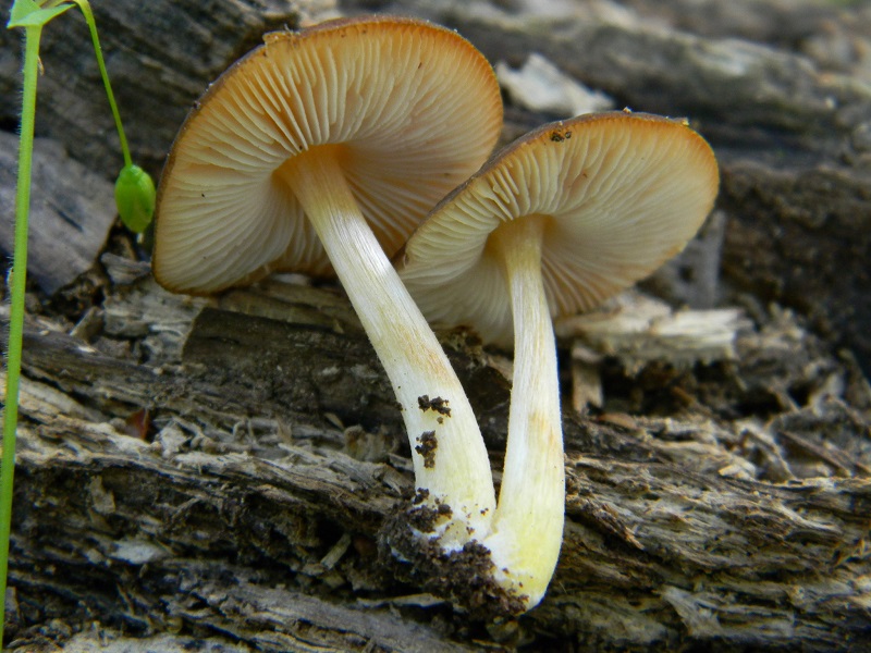 24) Fotogr. il 31.05.2013. sotto Quercia