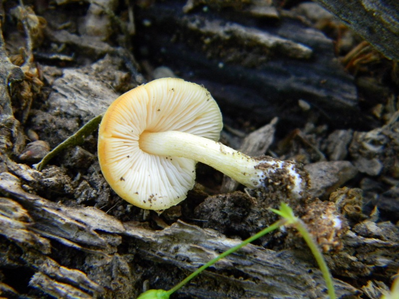 19) Fotogr.il 31.05.2013. sotto Quercia