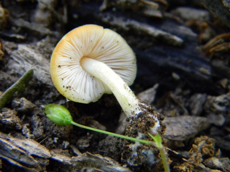 19) Fotogr.il 31.05.2013. sotto Quercia