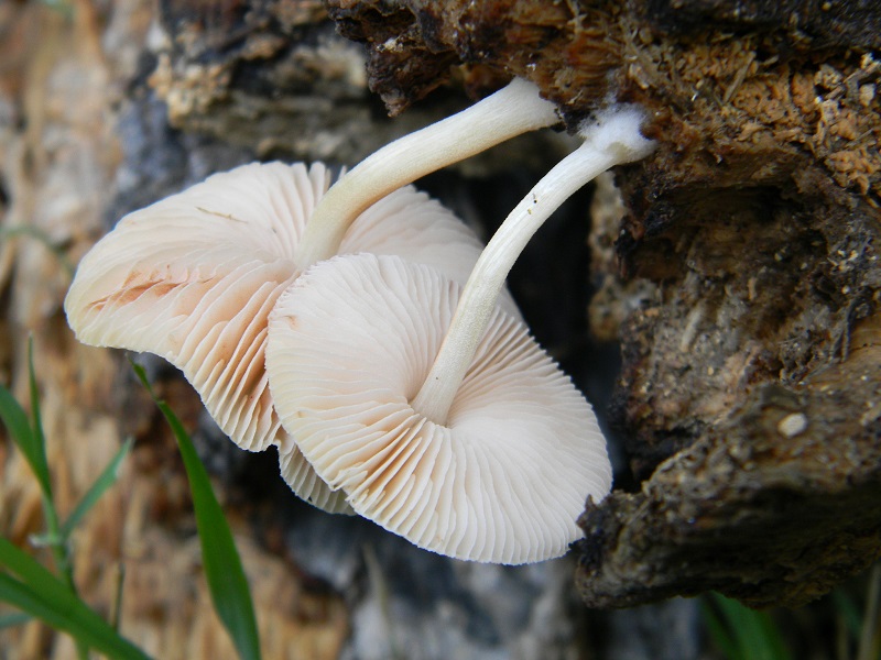 8) Fotogr.il 7.10.2014. sotto Quercia