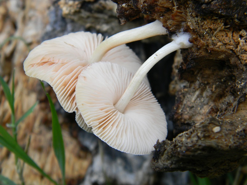 8) Fotogr.il 7.10.2014. sotto Quercia