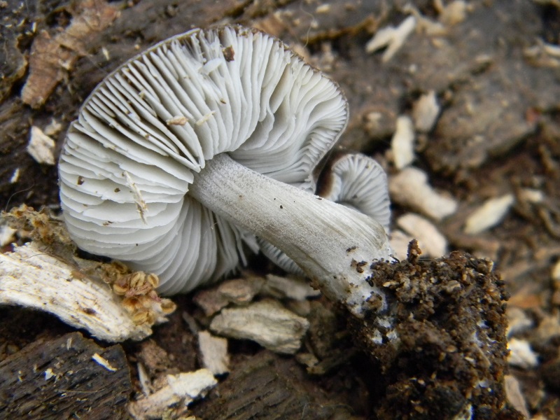 19) Fotogr. il 4.06.2013. sotto Quercia