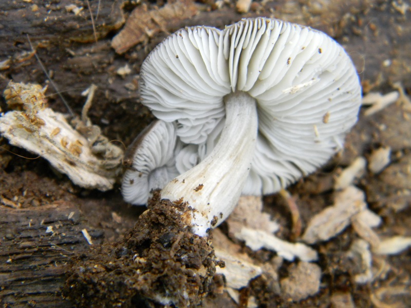 19) Fotogr. il 4.06.2013. sotto Quercia