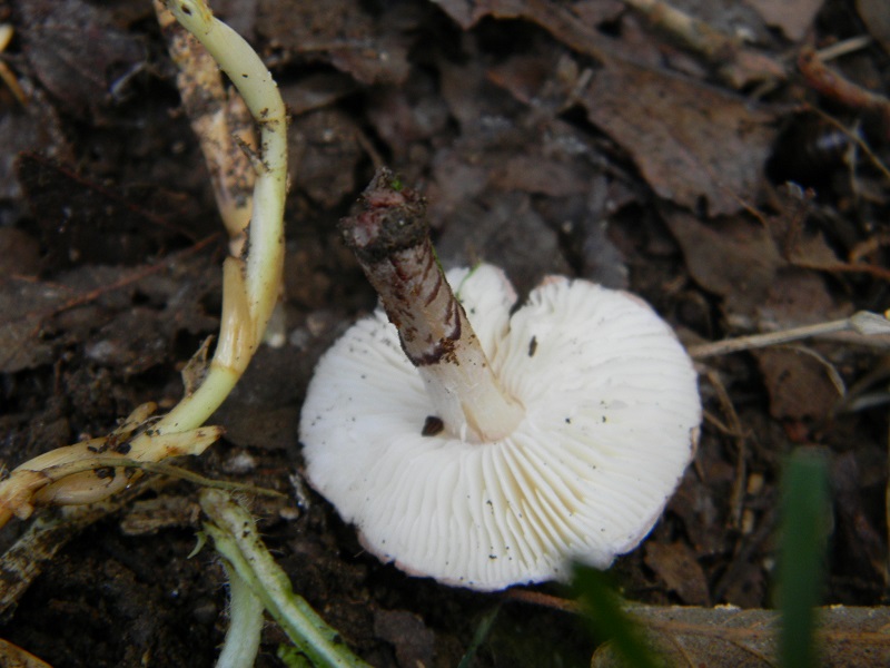 10) Fotogr.il 7.10.2014.sotto Quercia