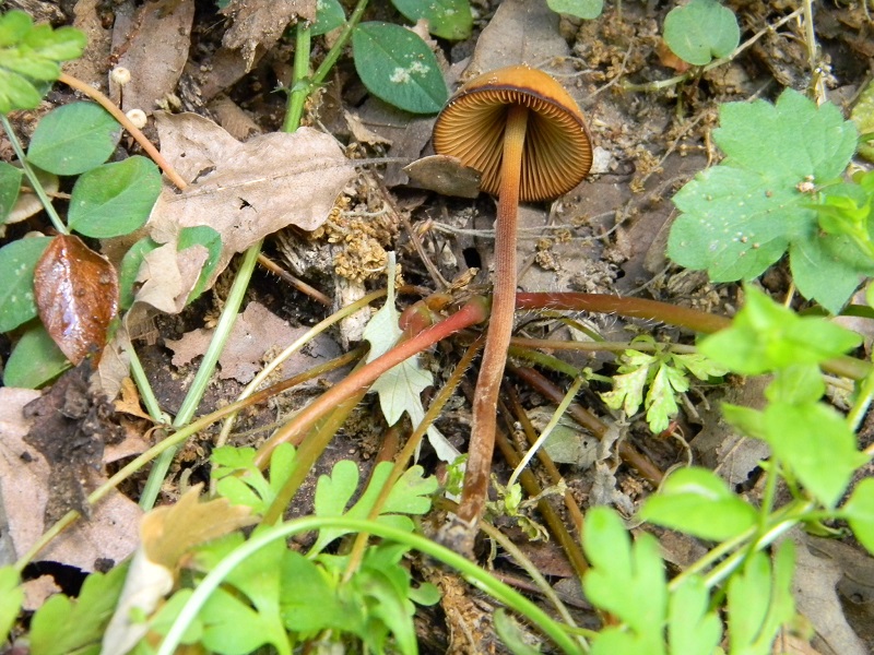 18) Fotogr. il 4.06.2013.sotto Quercia