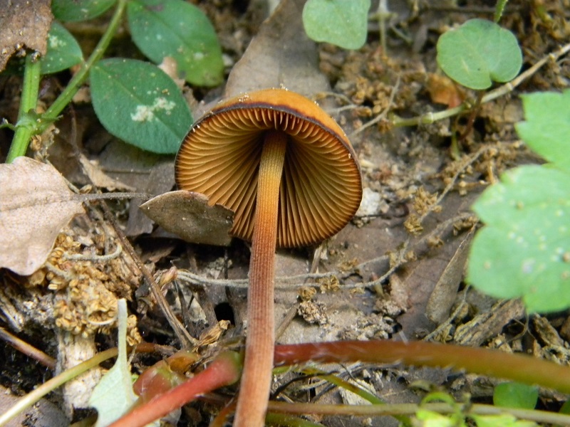 18) Fotogr. il 4.06.2013.sotto Quercia