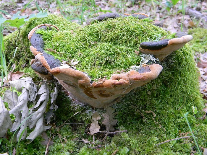 2) Fotogr.il 31.05.2013. sotto Quercia