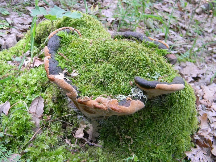 2) Fotogr.il 31.05.2013. sotto Quercia