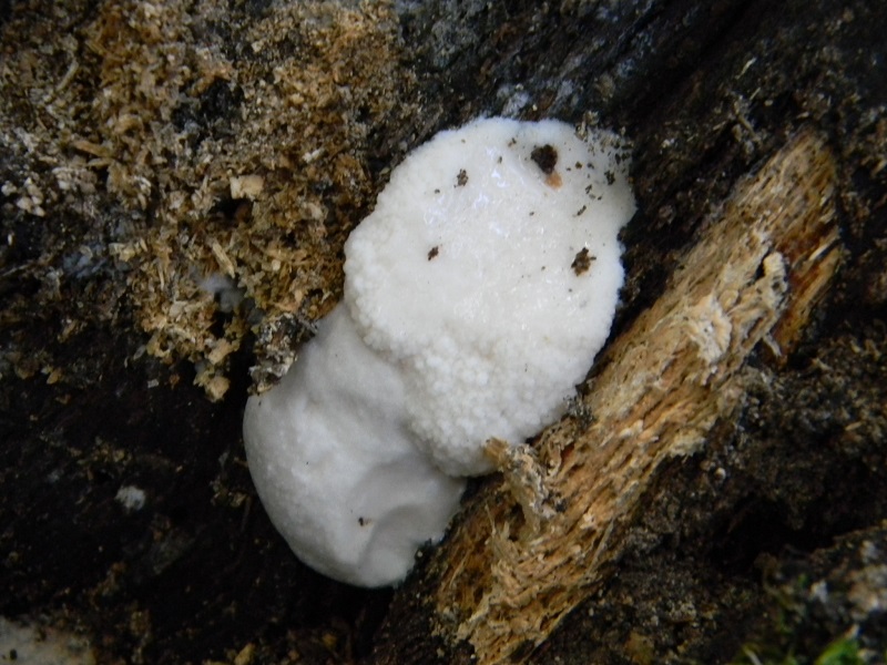 20) Fotogr. il 31.05.2013. sotto Quercia