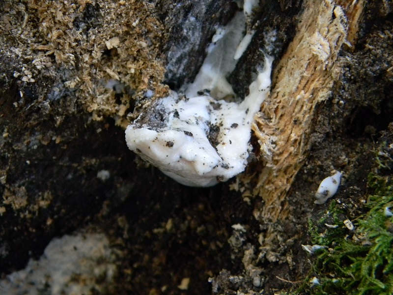 20) Fotogr. il 31.05.2013. sotto Quercia