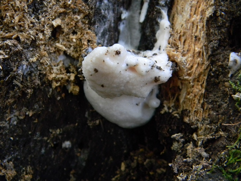 20) Fotogr. il 31.05.2013. sotto Quercia