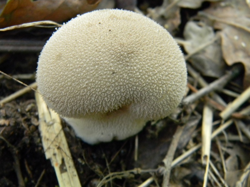 1) Fotogr.il 7.10.2014.sotto Quercia