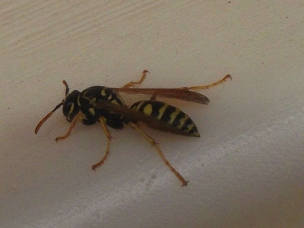 Polistes cf. dominula, Vespidae