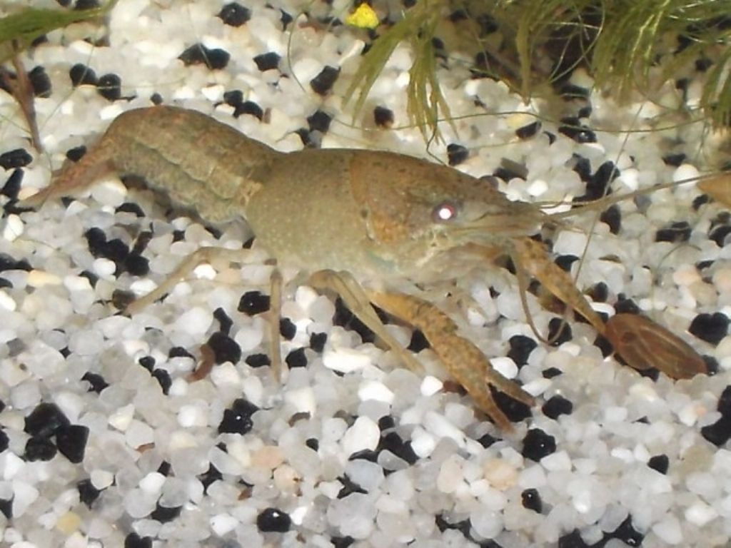 Procambarus clarkii ?