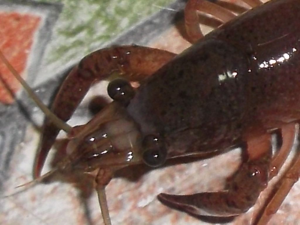 Procambarus clarkii ?