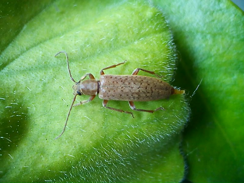 Raro Oedemeridae in Emilia:  Sparedrus orsinii