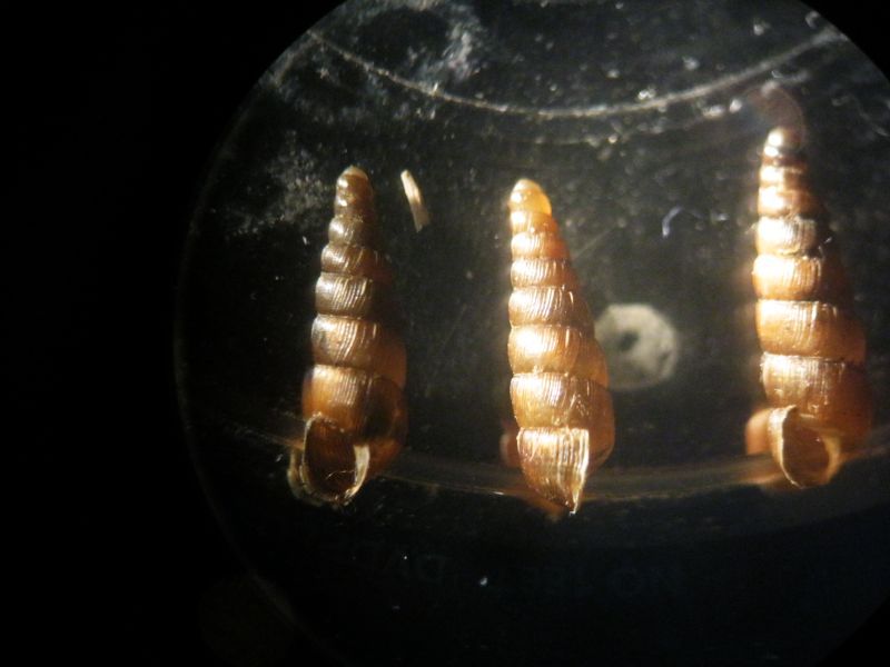 Balea perversa nel parmense